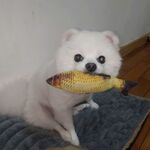 白色博美犬可爱小狗玩耍生活照片