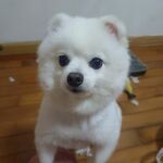 白色博美犬可爱小狗玩耍生活照片