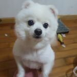 白色博美犬可爱小狗玩耍生活照片