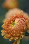 野生大丽菊