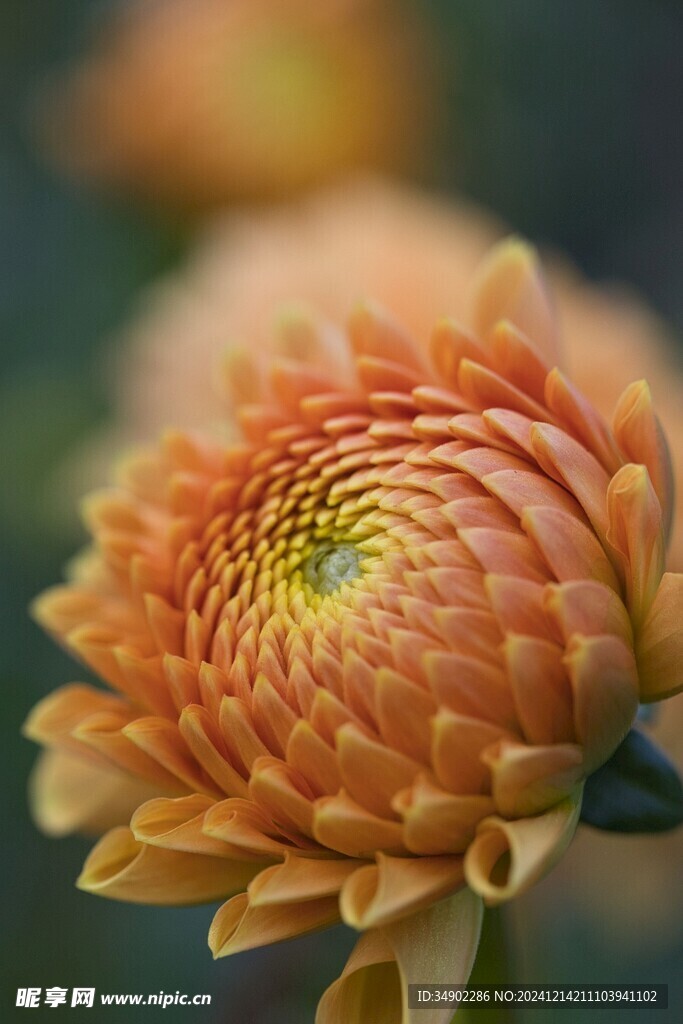野生大丽菊