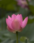 粉色莲花