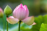 夏日莲花