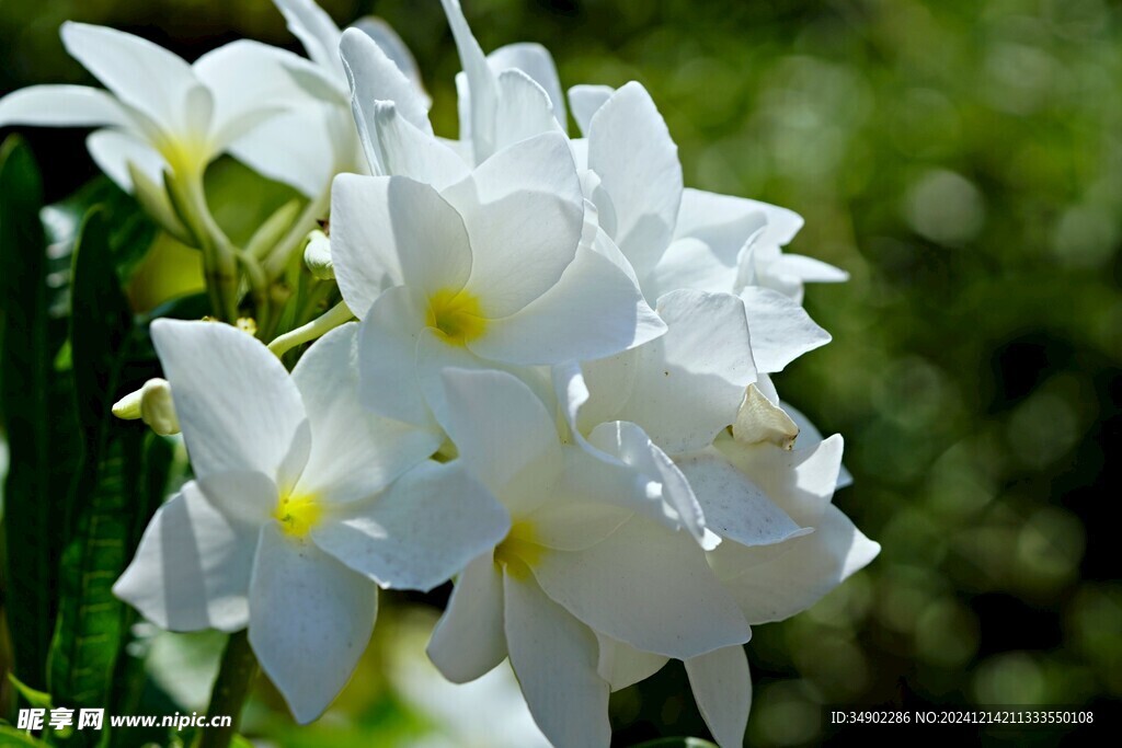 白色鸡蛋花