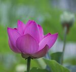 粉色莲花