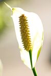 白鹤芋