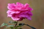 月季花