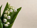铃兰花