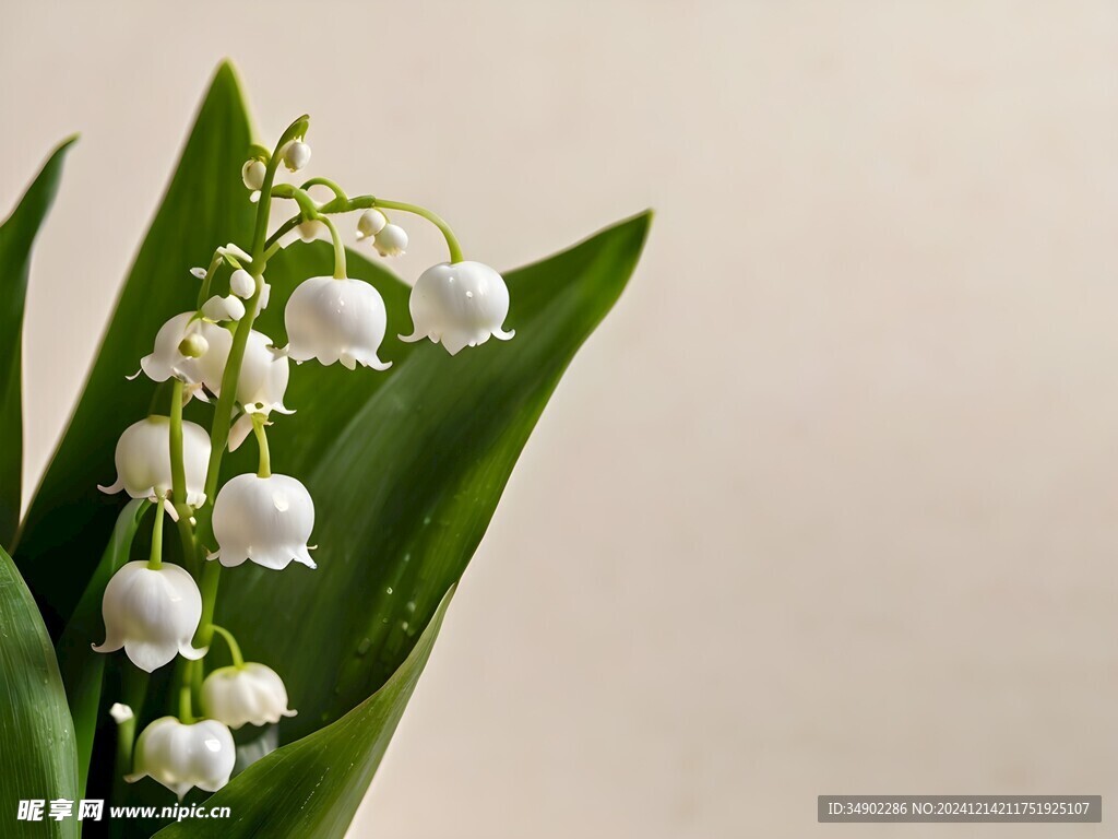铃兰花
