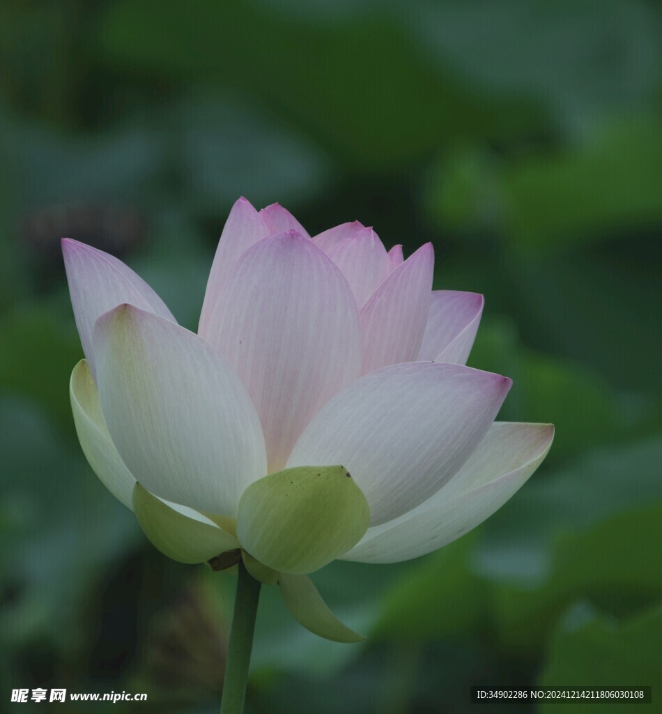 莲花