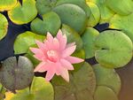 莲花