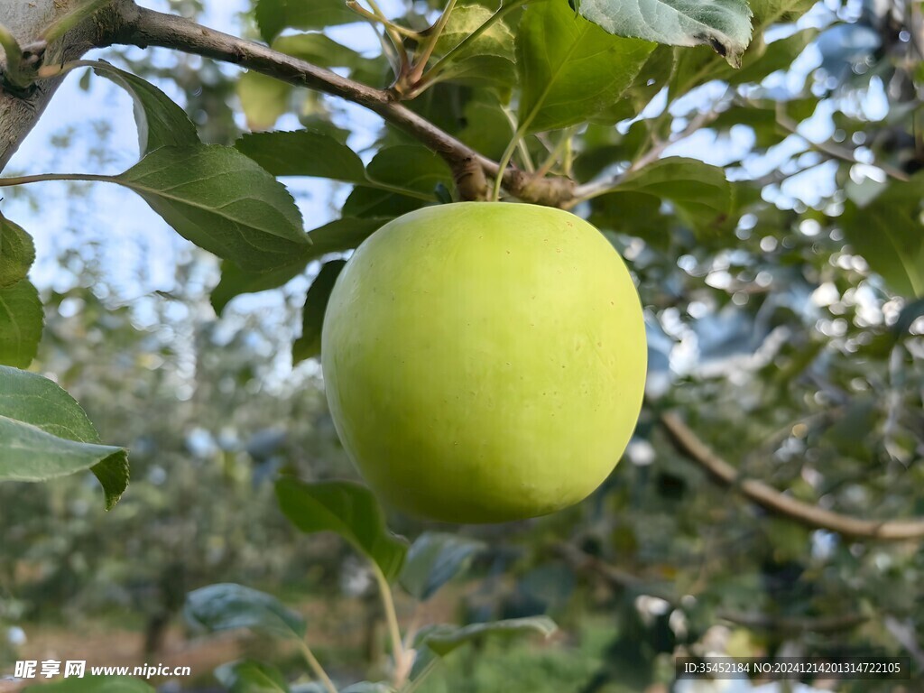 苹果栽培