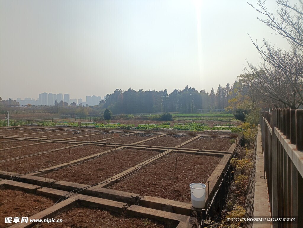 蔬菜基地