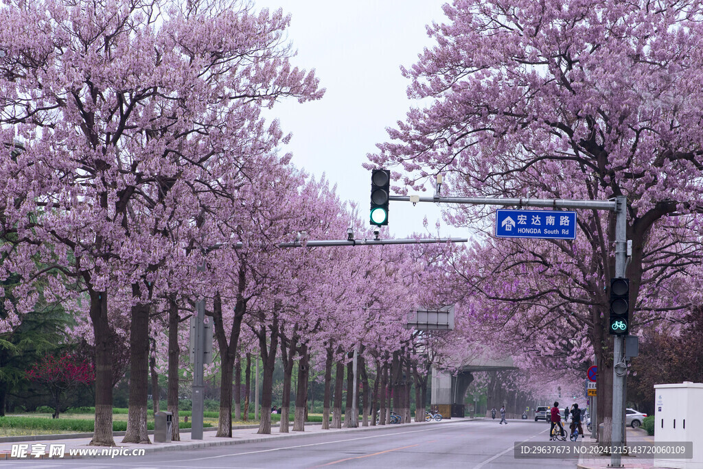 泡桐花