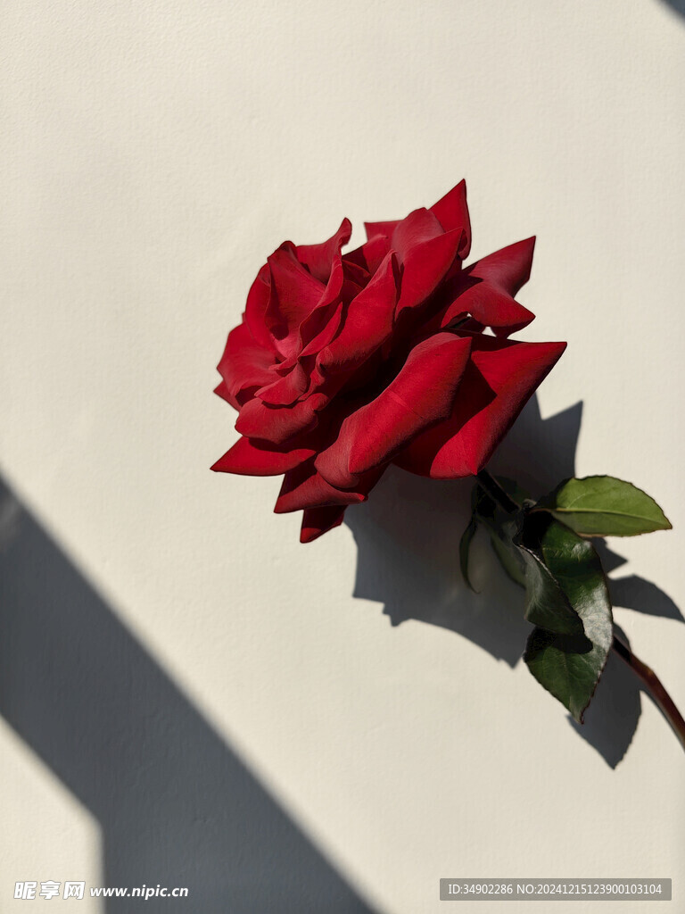 红色玫瑰花