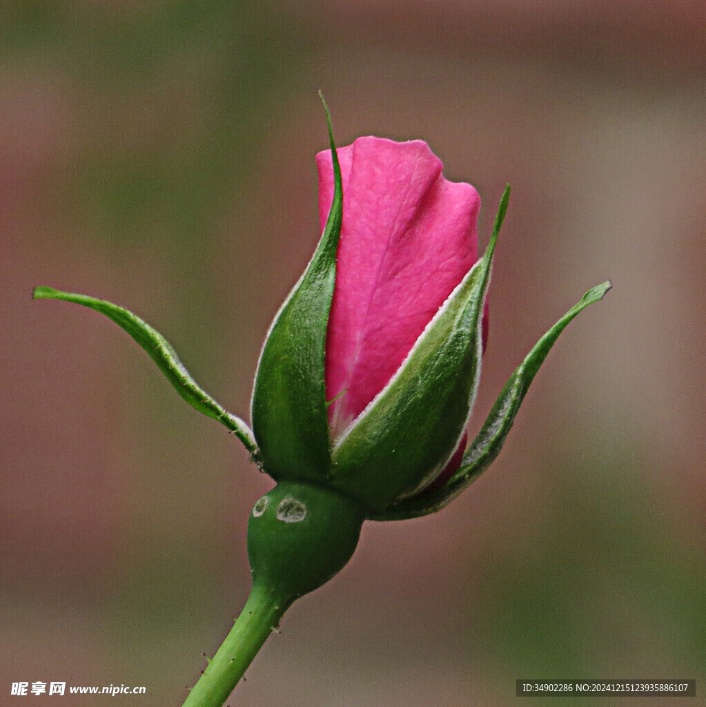 粉红色玫瑰花