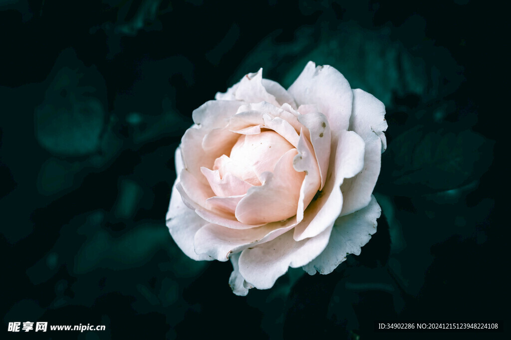 白色玫瑰花