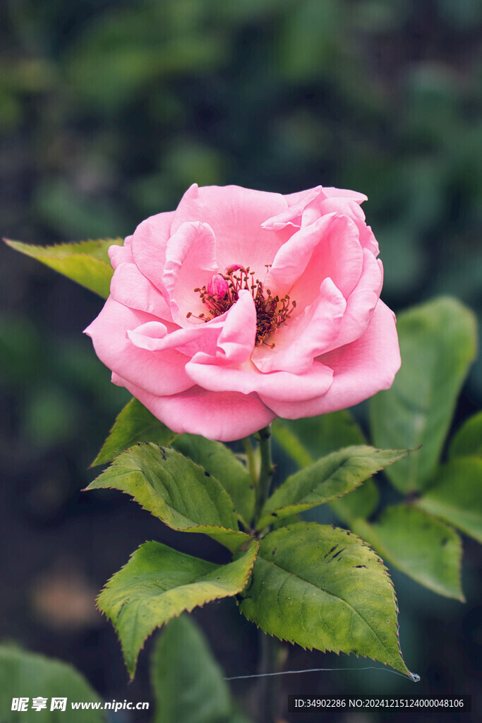 粉红色玫瑰花