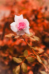 粉色玫瑰花