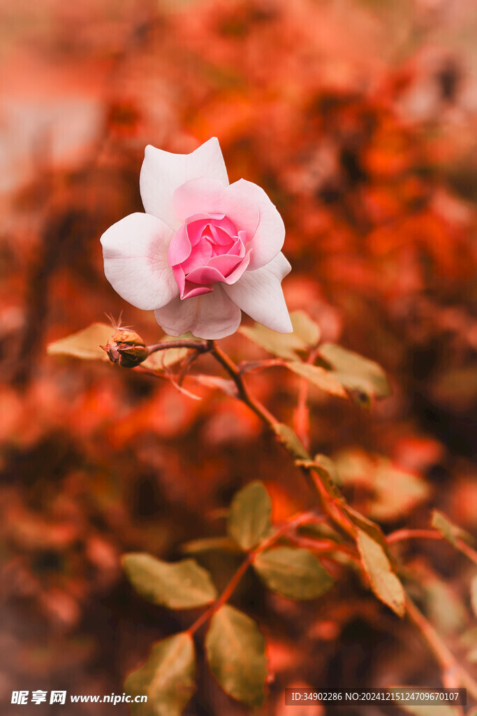 粉色玫瑰花