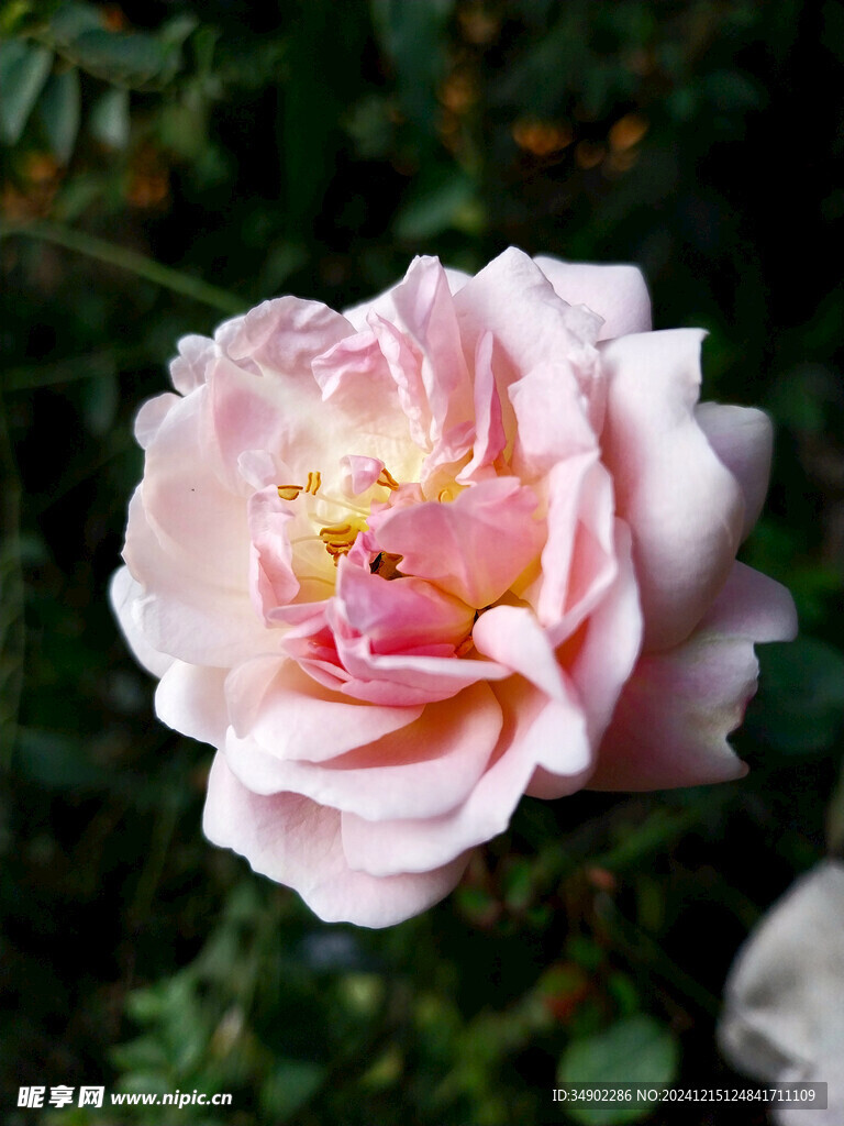 粉色玫瑰花