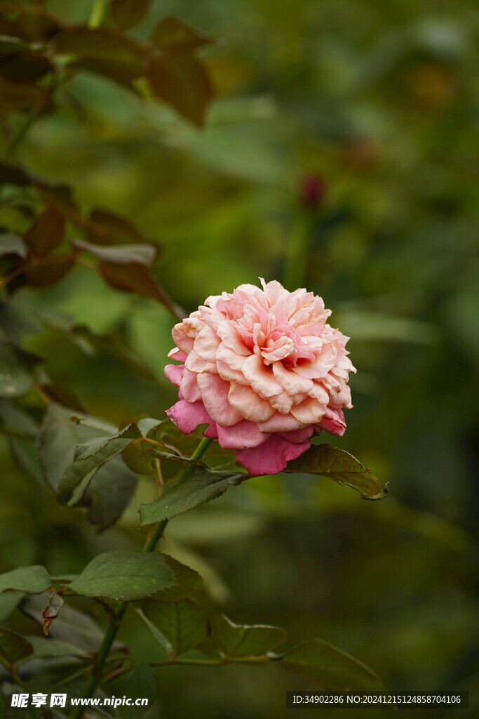 粉色玫瑰花