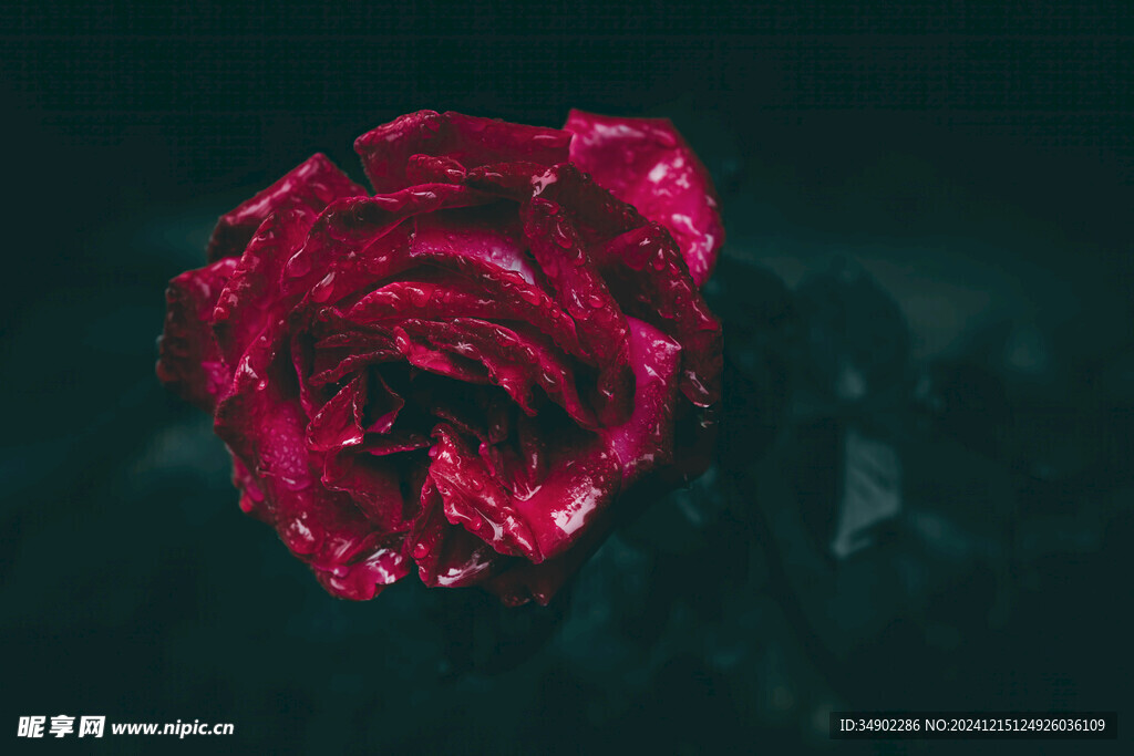 一支红色玫瑰花