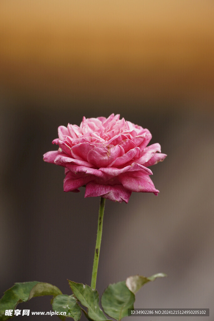 粉色玫瑰花