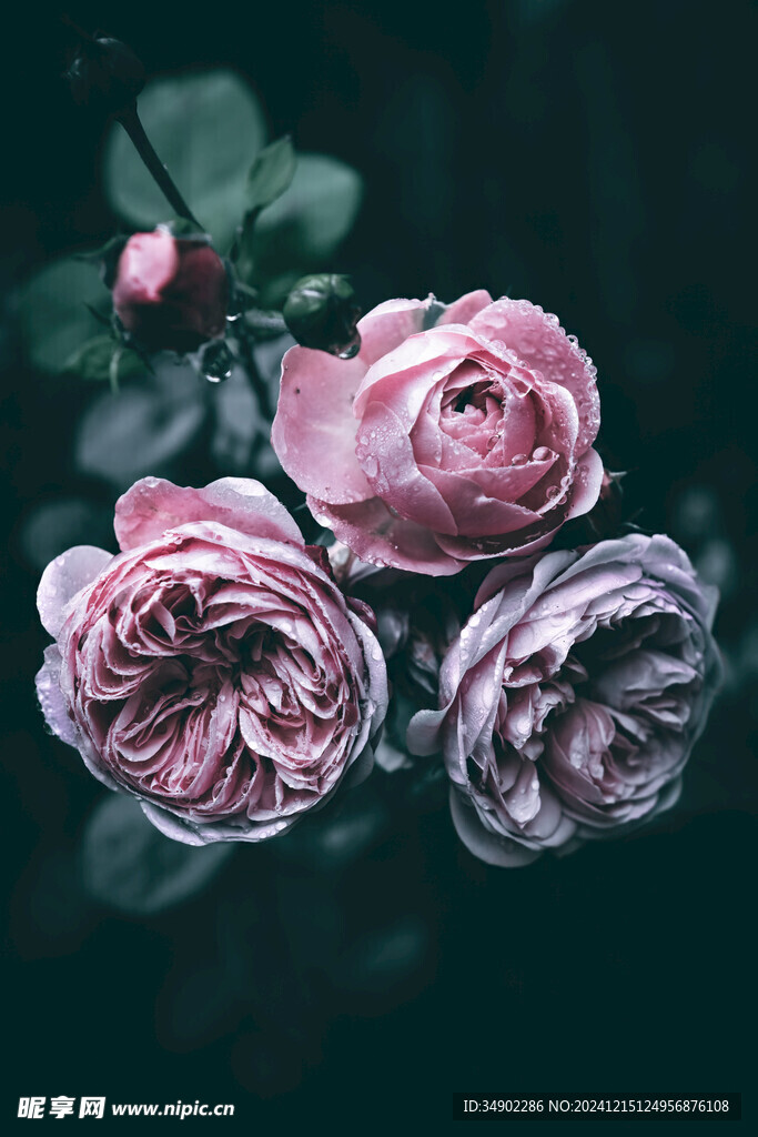 粉色玫瑰花