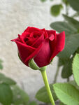 红色玫瑰花