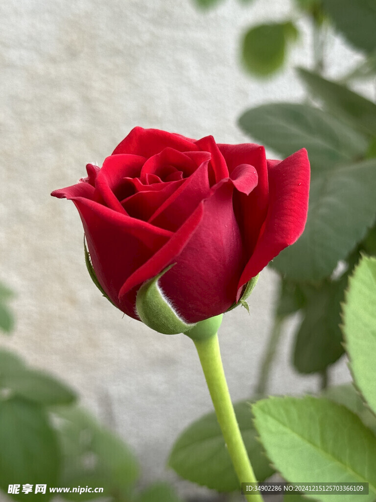 红色玫瑰花