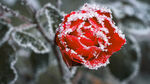 雪中玫瑰