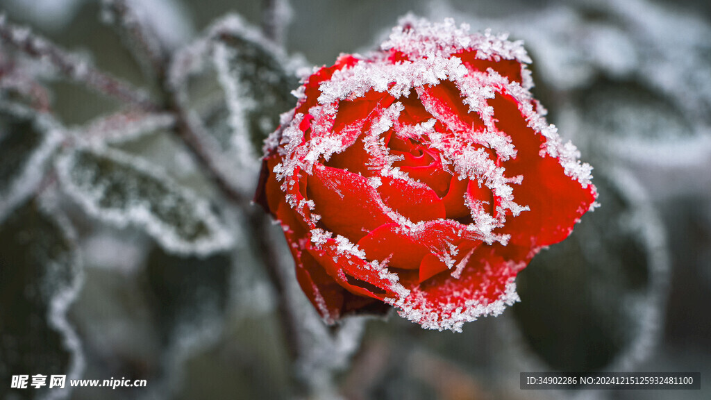雪中玫瑰