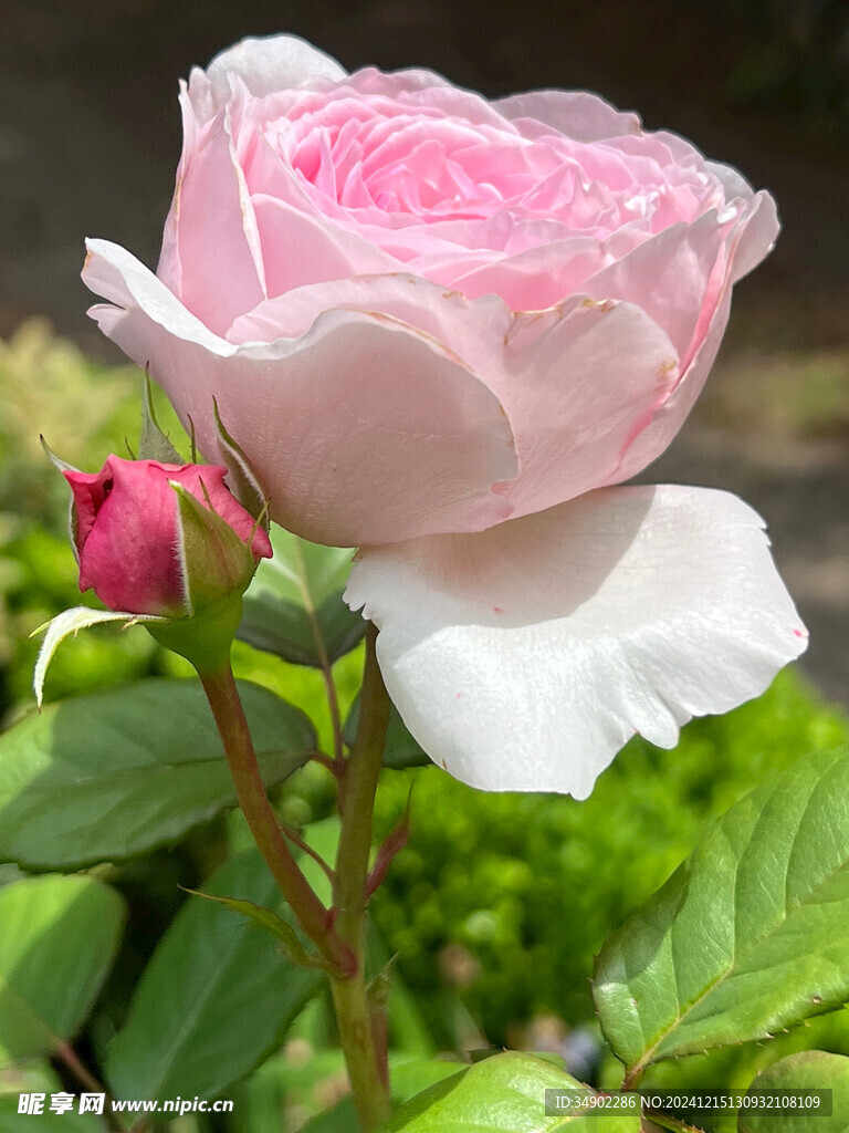 白粉色玫瑰