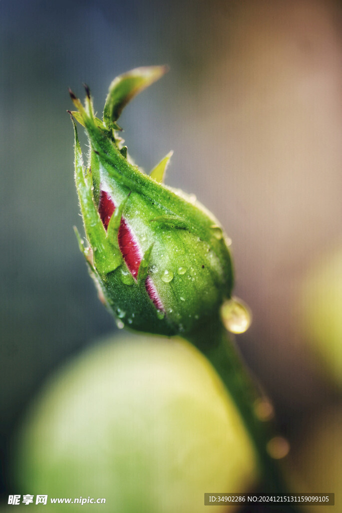  玫瑰花苞