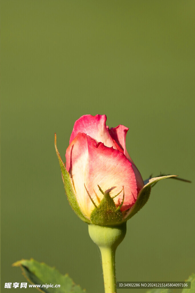 粉色玫瑰花苞