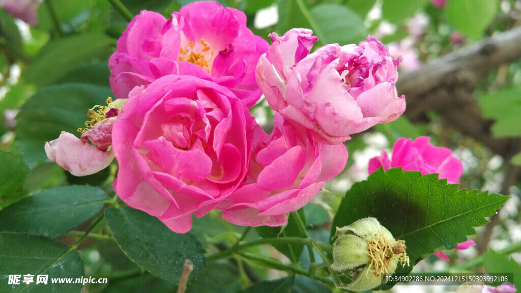 粉色玫瑰花