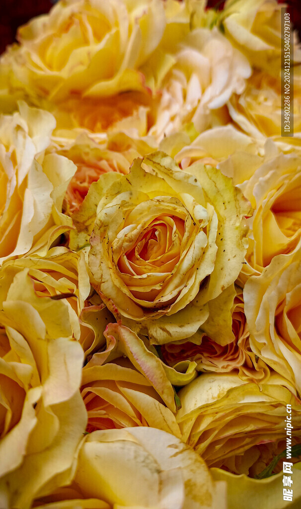 黄色玫瑰花