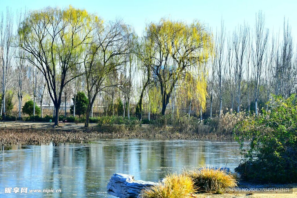 绿树 河流