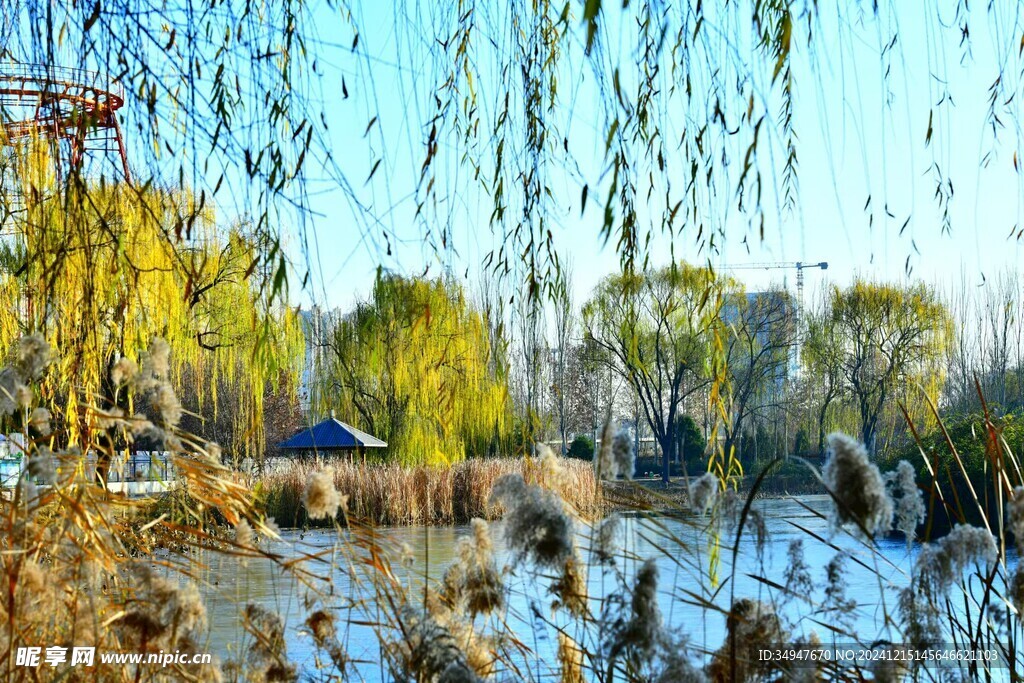 小河垂柳