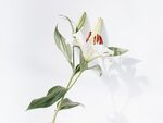 百合