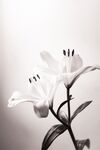 百合