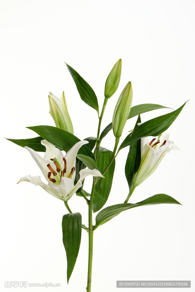 百合