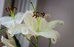 百合
