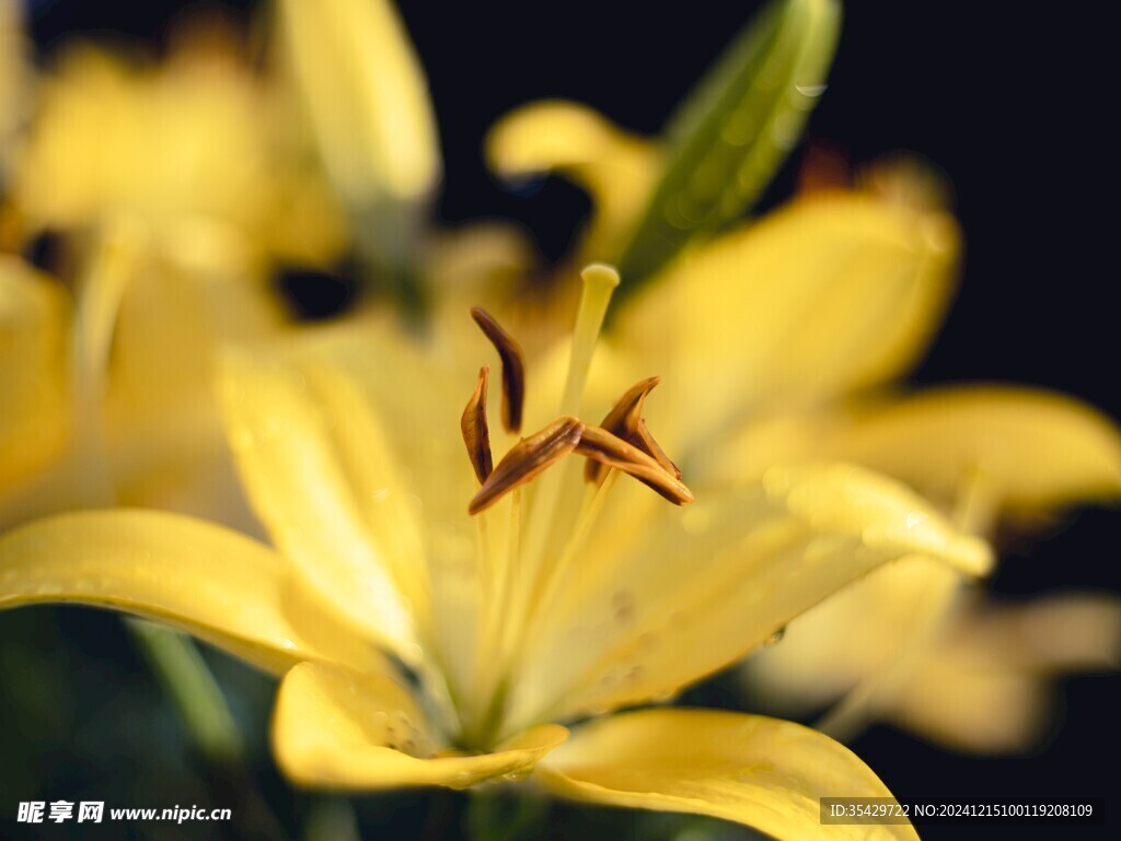 百合