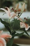 百合