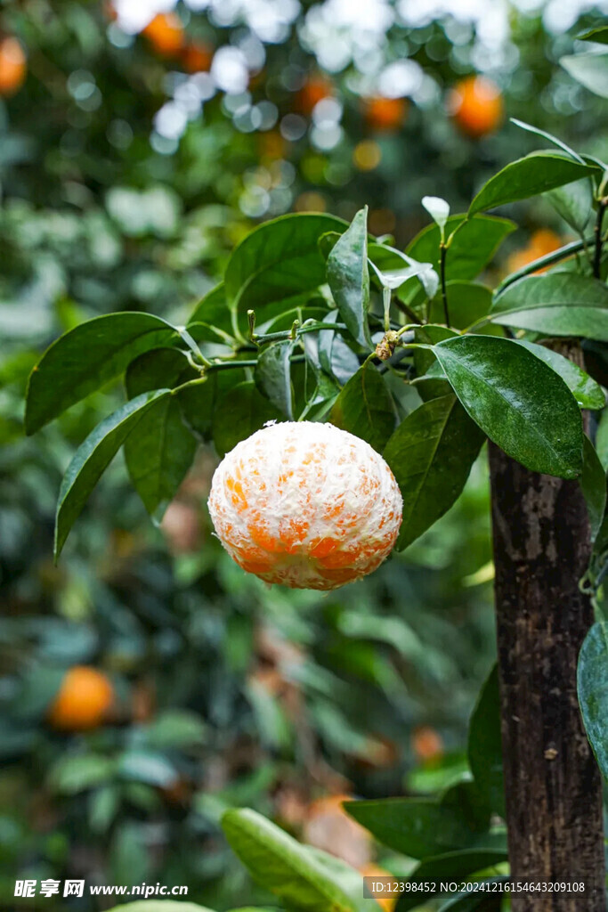 沃柑橘子