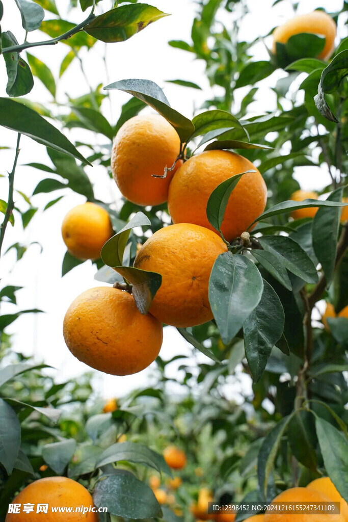 沃柑