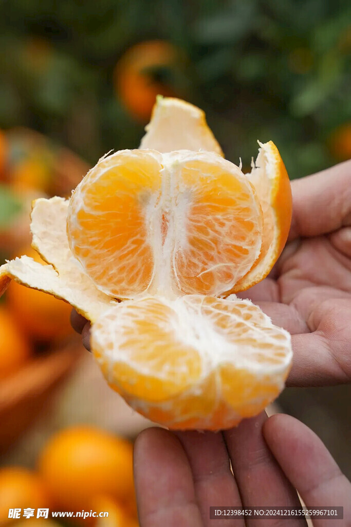 沃柑
