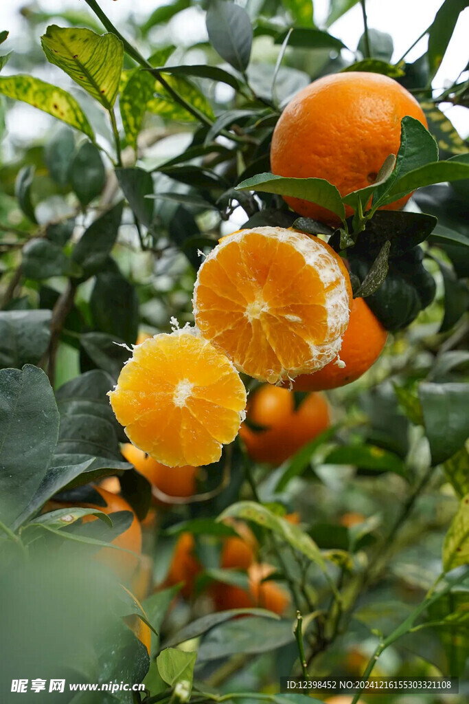沃柑
